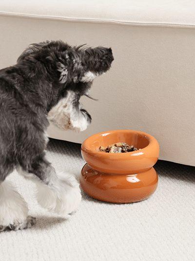 Soufflé Pet Bowl - Amber Orange - One Stop Shop 4 Pets