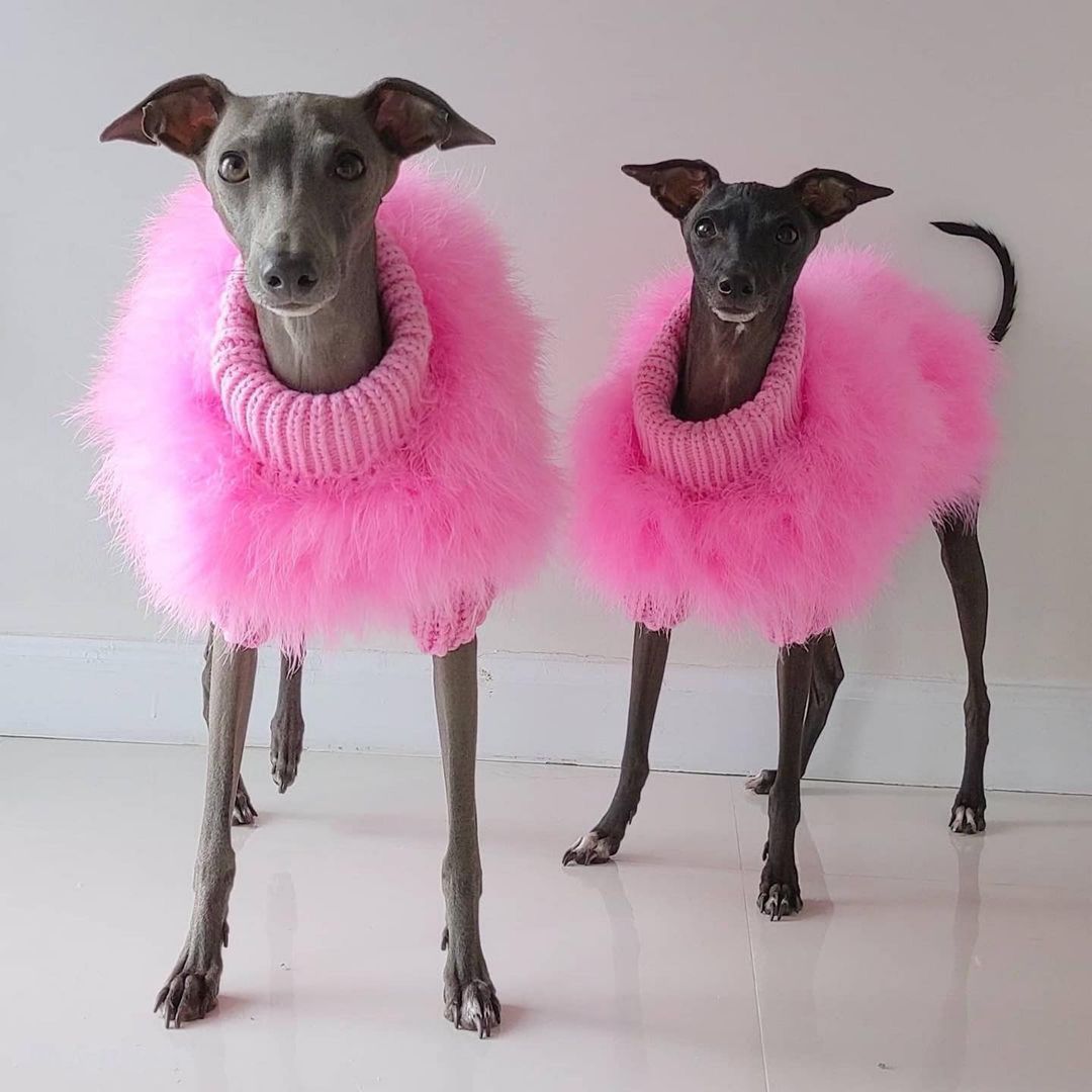 Haute Couture Feathered Luxury Pet Sweater - One Stop Shop 4 Pets