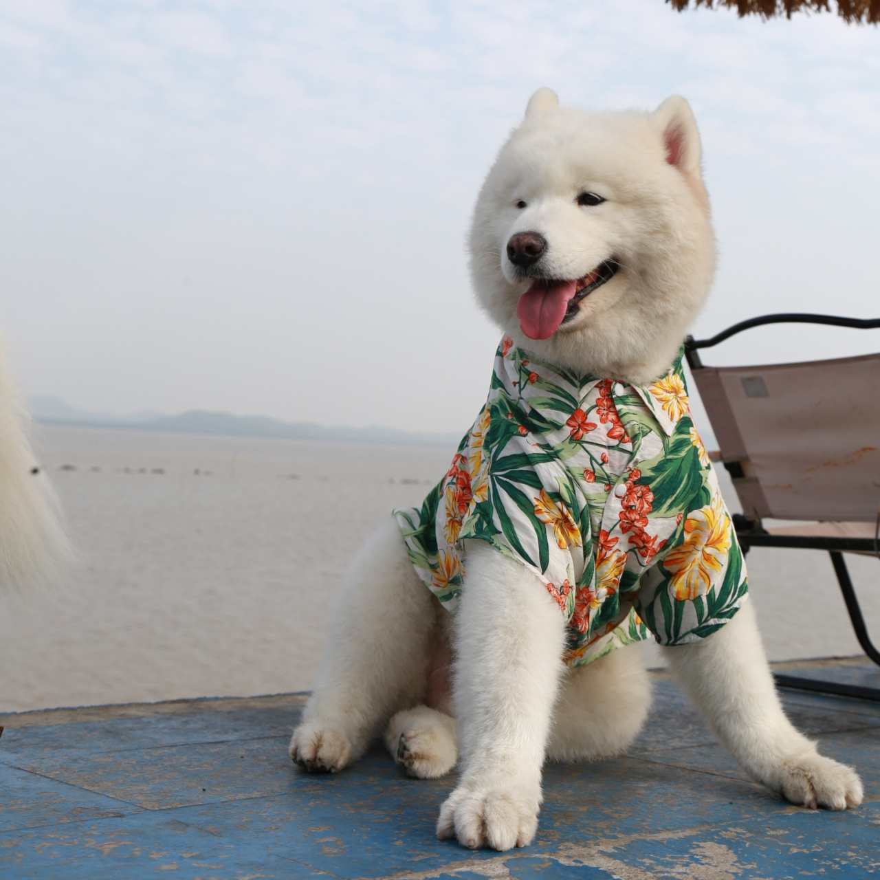 Dog Owner Parent-Child Clothes Hawaii Vacation Style Samoyed Golden Retriever/Border Collie Medium Large Dog Pet Clothes