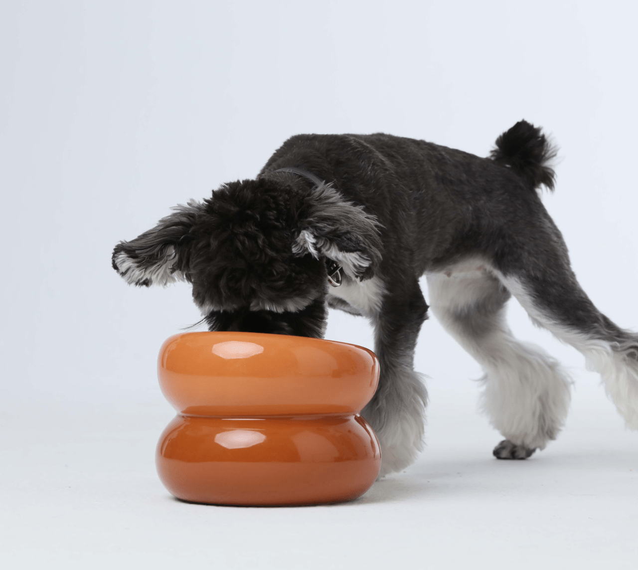 Soufflé Pet Bowl - Amber Orange - One Stop Shop 4 Pets