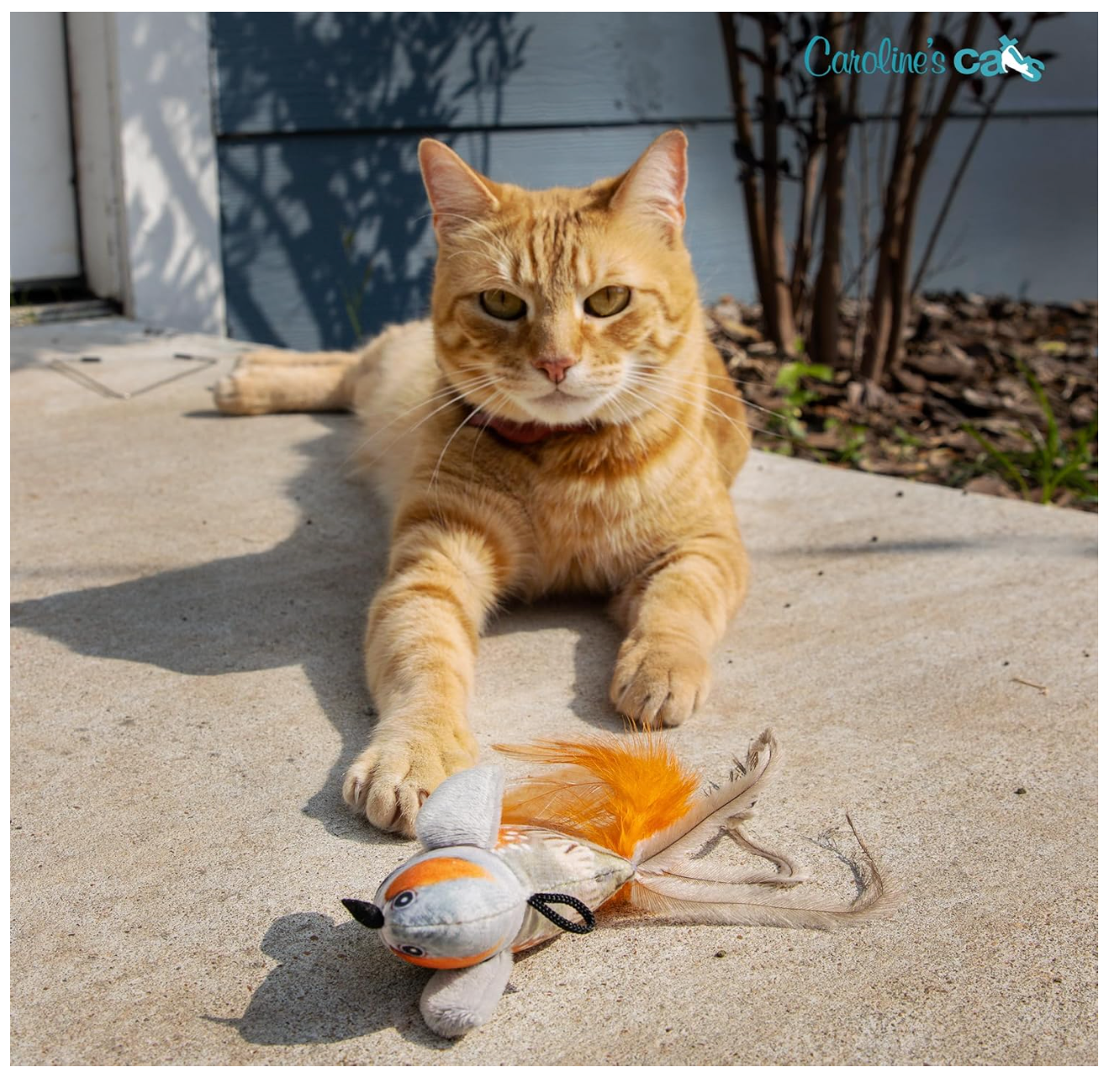 Caroline's Cats Plush Chirping Bird Cat Toy on Elastic String with Doorway Hanger - No Flimsy Suction Cups; Real Electronic Avian Sounds