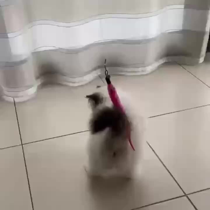 Interactive Cat Toys Including a Retractable Wand And Assorted Feather Refills, Designed to Keep Indoor Cats Entertained And Active, Without Battery