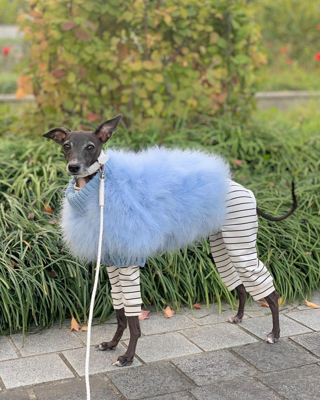 Haute Couture Feathered Luxury Pet Sweater - One Stop Shop 4 Pets