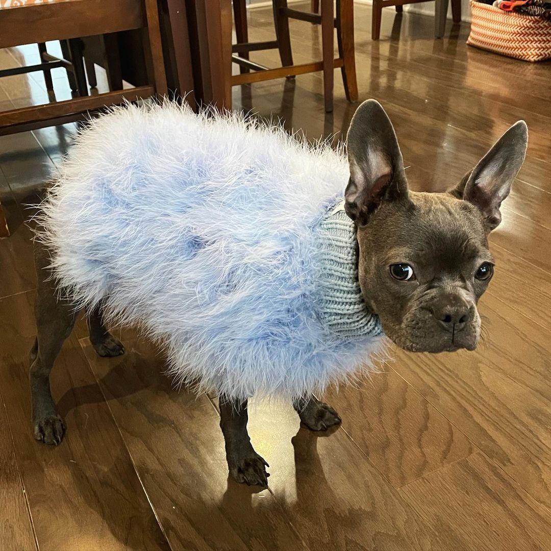 Haute Couture Feathered Luxury Pet Sweater - One Stop Shop 4 Pets